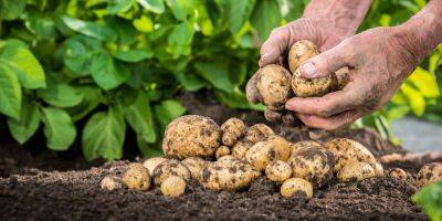 Правила и лайфхаки. Как вырастить большой урожай картофеля на вашем огороде - nv.ua - Украина