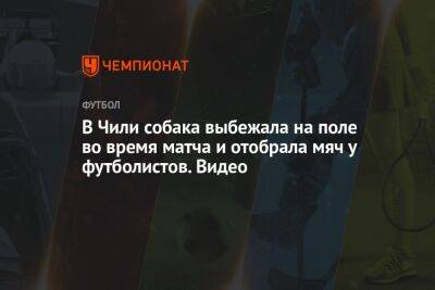 В Чили собака выбежала на поле во время матча и отобрала мяч у футболистов. Видео - championat.com - Чили