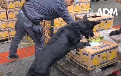 В порту Италии пес помог обнаружить почти три тонны кокаина - korrespondent.net - Украина - Армения - Италия - Грузия - Испания - Эквадор - Батуми