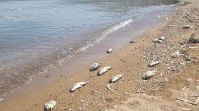 Массовая гибель рыбы: подозрение на отравление воды в ручье возле Кинерета - vesty.co.il - Израиль - Экология