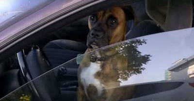 Пьяный водитель поменялся местами с собакой, чтобы убедить копов: чем закончилась "комедия" - akcenty.com.ua - Украина - шт. Колорадо