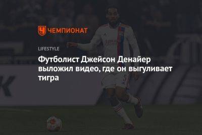 Футболист Джейсон Денайер выложил видео, где он выгуливает тигра - championat.com - Эмираты