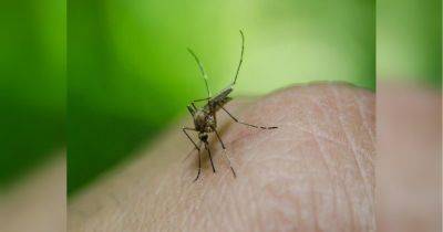 Если заедают комары: несколько способов «без химии» избавиться от назойливых насекомых - fakty.ua - Украина