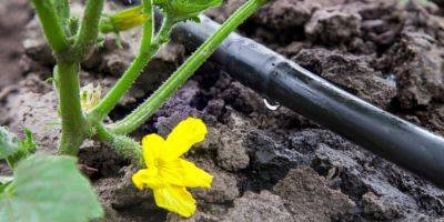7 ключевых правил полива огурцов, которые помогут увеличить ваш урожай вдвое - nv.ua - Украина