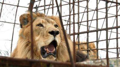 Лев загрыз 6-летнего ребенка в зоопарке Газы - vesty.co.il - Израиль - Палестина - Иордания