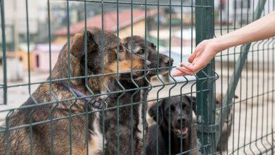 Тверские зоозащитники выступили против проекта закона, позволяющего убивать бездомных животных - afanasy.biz - Тверь - Тверская обл.