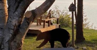 Медведь пробрался в коттедж и полакомился кормом для птиц (фото) - focus.ua - США - Украина - Канада
