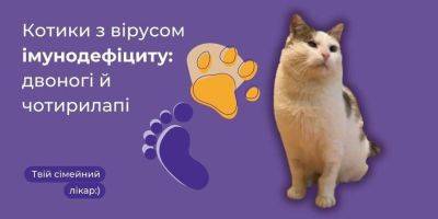 Вирус иммунодефицита животных. Что нужно знать, чтобы ваш котик или кошечка прожили долгую жизнь - koronavirus.center - Украина - шт. Калифорния