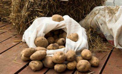 Гуцул скрывал этот секрет от советской власти: что нужно сделать, чтобы картошка выросла размером с два кулака - hyser.com.ua - Украина