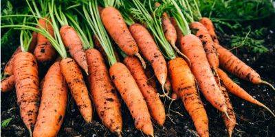 Двойное закапывание. Что нужно сделать, чтобы первые всходы моркови появились из-под земли уже через несколько дней после посева - nv.ua - Украина