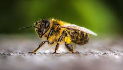 Только без паники: что нужно сделать, если укусила пчела - hyser.com.ua - Украина