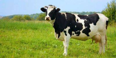 Седьмой случай за 20 лет. В США обнаружили коровье бешенство - nv.ua - США - Украина - шт. Южная Каролина