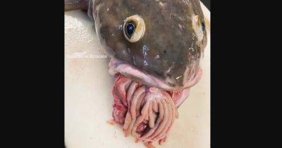 Проглотившая крошку Ктулху. Рыбак показал жуткие фото рыбы со странным пучком, торчащим изо рта (фото) - focus.ua - Россия - Украина
