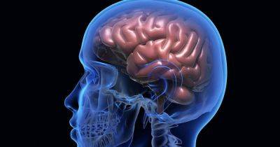 Симфония левого уха. Неврологи раскрыли особые предпочтения человеческого мозга - focus.ua - Украина - Швейцария - Голос