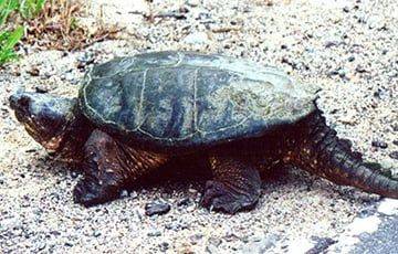 В США нашли огромную черепаху, похожую на динозавра - charter97.org - США - Белоруссия - шт. Калифорния