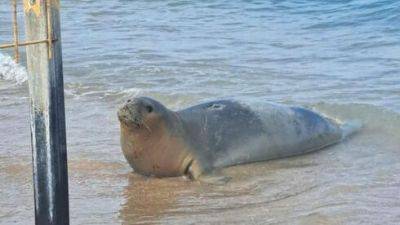 Знаменитая тюлениха Юлия замечена на пляже в округе Ха-Шарон - vesty.co.il - Израиль