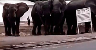В Камеруне слоны из-за жажды затоптали двух человек (видео) - focus.ua - Украина - Индия - Камерун - Чад