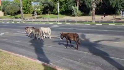 Видео: четыре ишака остановили движение на Сдерот Роках в Тель-Авиве - vesty.co.il - Россия - Израиль - Тель-Авив