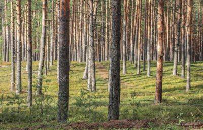 Запрет на посещение лесов снят в 32 муниципалитетах Тверской области - afanasy.biz - Тверская обл.