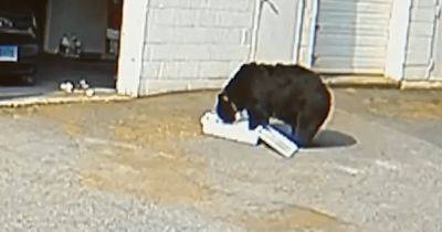 "Адреналин зашкаливал": голодный медведь забрался в пекарню и съел 60 кексов (видео) - focus.ua - США - Украина - New York - штат Коннектикут