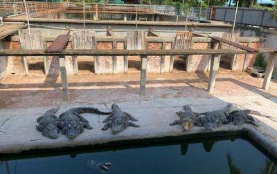 Оторвали руки: 40 крокодилов убили владельца фермы - korrespondent.net - Украина - Камбоджа - Зимбабве - Нападение