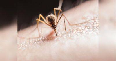 Помогут чеснок и яблочный уксус: как избавиться от комаров в домашних условиях - fakty.ua - Украина