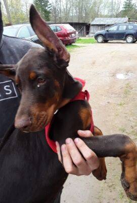 Заводчик незаконно обрезал собакам хвосты уши: будет начат уголовный процесс - rus.delfi.lv - Латвия