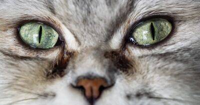Можно утонуть. 9 пород кошек с самыми большими и красивыми глазами - focus.ua - Украина