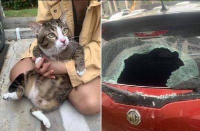 Толстый котик выпал с шестого этажа прямо на машину: авто в "дребезги", а "пузатику" хоть бы что - akcenty.com.ua - Украина - Таиланд - Бангкок