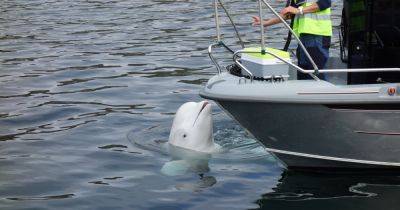Исследователи озадачены: российский кит-шпион Хвалдимир неожиданно приплыл в Швецию - focus.ua - Норвегия - Россия - Украина - Санкт-Петербург - Швеция