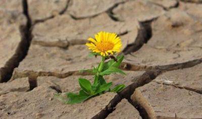 Как растениям удаётся выживать в засуху - fokus-vnimaniya.com - Австралия - Германия