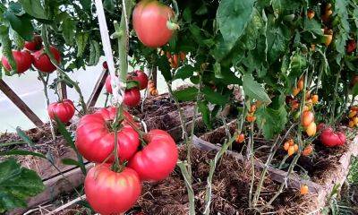 Хватит и на томатный сок, и на консервацию: подкормите помидоры этим простым средством - hyser.com.ua - Украина