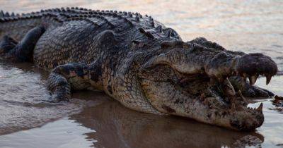 Австралия - Вытащил голову из пасти: австралиец выжил во время нападения крокодила (фото) - focus.ua - Украина - Australia - штат Квинсленд