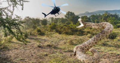 Криптозоологи ищут в центре Конго 15-метровую змею: она "нападает на вертолеты" - focus.ua - Украина - Бельгия - Конго