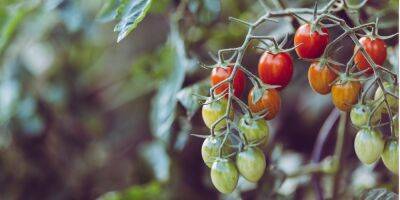 Правильный полив. Сколько воды нужно помидорам в открытом грунте и в теплице - nv.ua - Украина