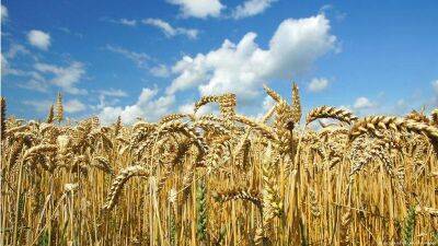 Цены на пшеницу резко выросли на фоне эскалации напряженности в Черном море, — Bloomberg - minfin.com.ua - Россия - Китай - Украина - Турция - Испания - Стамбул