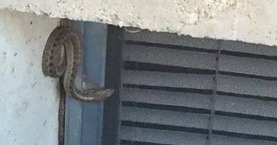 Собака начала рычать: в США женщина обнаружила гнездо змей в стенах своего дома (фото) - focus.ua - США - Украина - шт. Колорадо
