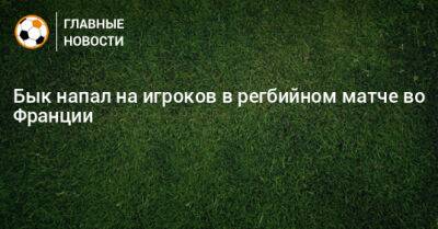 Во Франции - Бык напал на игроков в регбийном матче во Франции - bombardir.ru - Франция