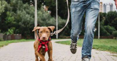 Джон Хопкинс - Берегите голову. Ученые обнаружили, что прогулки с собакой повышают риск черепно-мозговых травм - focus.ua - Украина