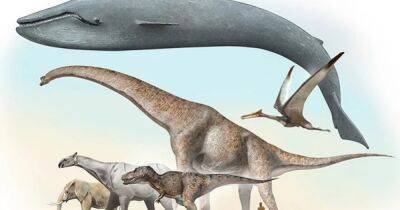 Ботаники среди динозавров. Ученые рассказали, как зауроподам удалось стать такими большими - focus.ua - США - Украина