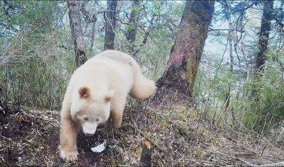 Единственная в мире белая панда попала на видео - vinegret.cz - Китай - Чехия