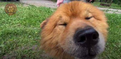 Харьковские спасатели животных ищут убежище для пяти собак из Херсона (видео) - objectiv.tv - Херсон - Харьков