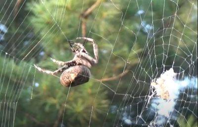 Смотрите под ноги: в Украине обнаружили опаснейшего паука, его укус очень коварен - hyser.com.ua - Украина