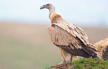 В Витебской области заметили редкую хищную птицу - charter97.org - Крым - Белоруссия - Финляндия