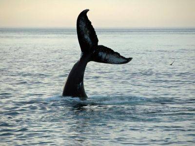 "Китовая пятиэтажка". В антарктическом центре показали прыжок кита. Видео - gordonua.com - Украина - Антарктида - станция Академик Вернадский