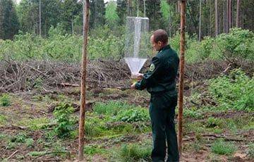 В белорусских лесах заметили странные конструкции - charter97.org - Белоруссия