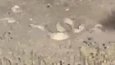 Жалоба: солдаты ЦАХАЛа забили насмерть змею, офицер выбросил в мусор птенцов - vesty.co.il - Израиль