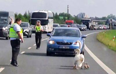 Семья лебедей парализовала движение по шоссе в Чехии - vinegret.cz - Чехия