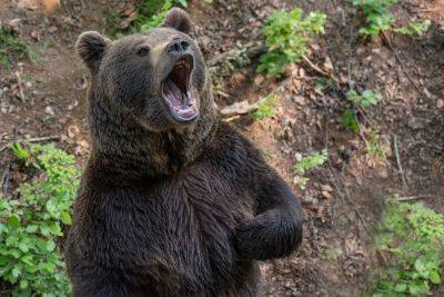 Медвежий лес в Штуере ждет двух медведей из Украины - aussiedlerbote.de - Украина - Львов