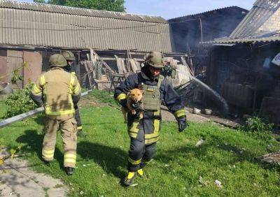 Обстрел села на Харьковщине: бойцы ГСЧС спасли пса во время тушения пожара - objectiv.tv - Украина - Харьковская обл. - район Купянский - с. Петропавловка, район Купянский - Гсчс